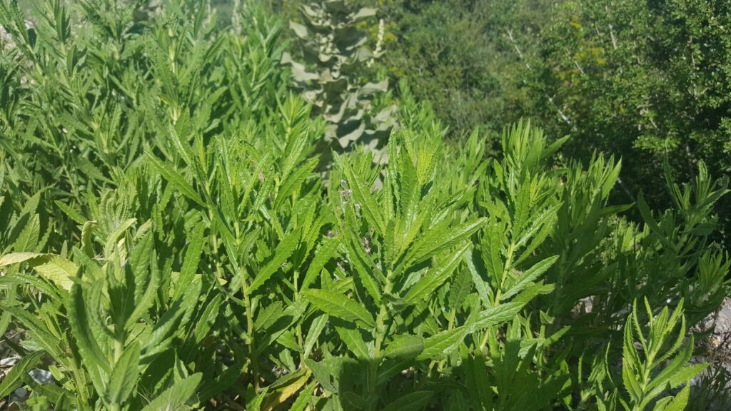 Yapışkan Andız Otu ( Inhula Viscosa )