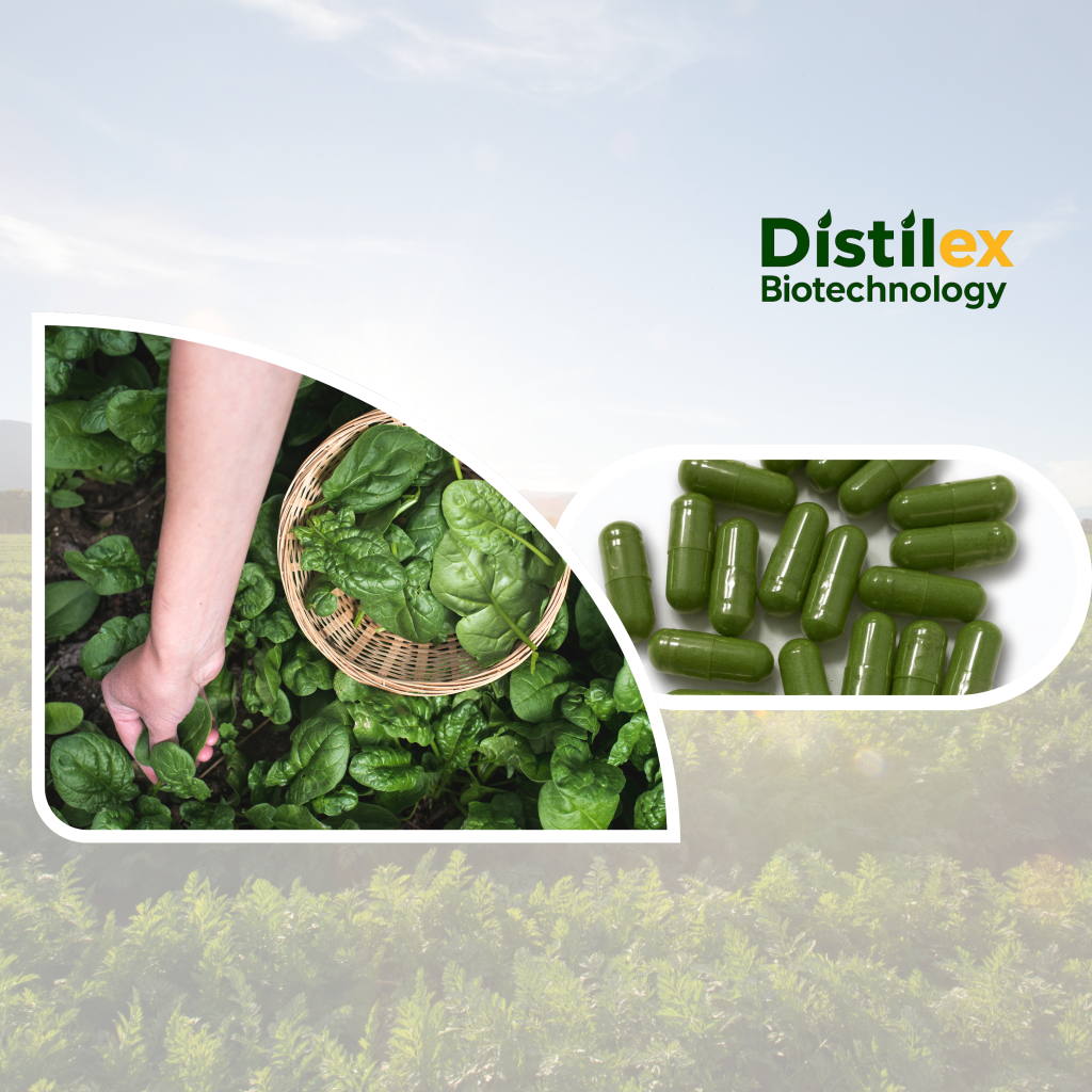 Ispanakta Lutein Stabilitesinin Korunması: Akışkan Yataklı Kurutucu Teknolojisi ile  Besin Değerinin Optimizasyonu